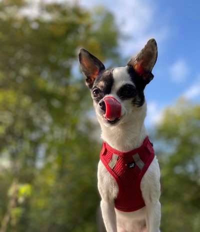 Tongue Out Tuesday-Beitrag-Bild