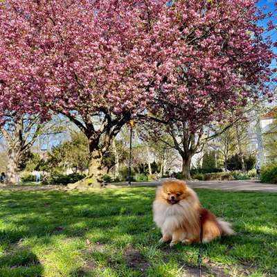 Hundetreffen-Playdate in Weinbergsweg park-Bild