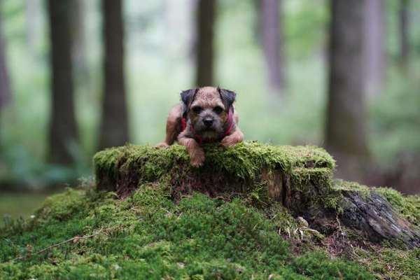 Dogorama Photo Challenge - Märchenwald-Beitrag-Bild