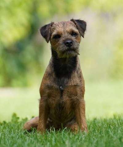 Die Dogorama Kalender Challenge Titelbild-Beitrag-Bild