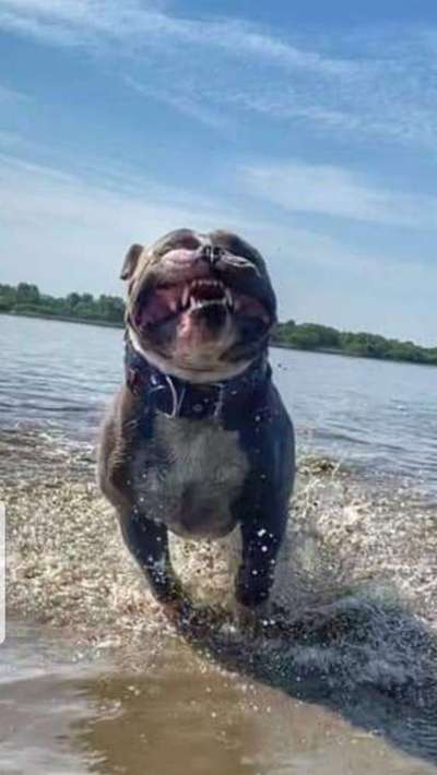 Dein Hund im Dogorama-Kalender 2021-Beitrag-Bild