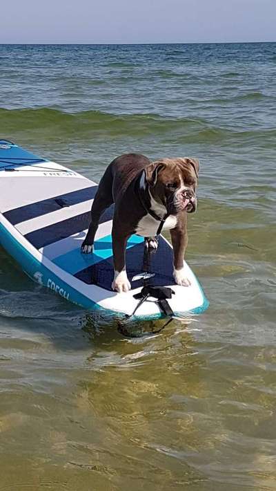 Dein Hund im Dogorama-Kalender 2021-Beitrag-Bild