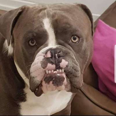 Dein Hund im Dogorama-Kalender 2021-Beitrag-Bild