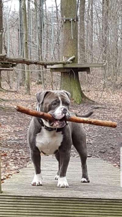 Dein Hund im Dogorama-Kalender 2021-Beitrag-Bild