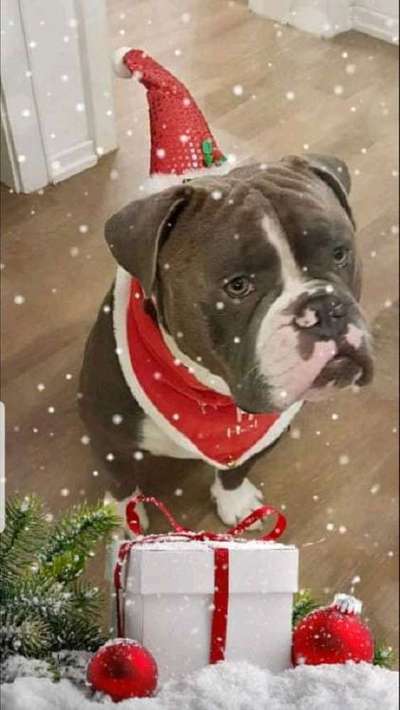 Dein Hund im Dogorama-Kalender 2021-Beitrag-Bild