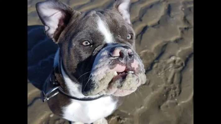 Dein Hund im Dogorama-Kalender 2021-Beitrag-Bild