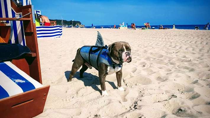 Dein Hund im Dogorama-Kalender 2021-Beitrag-Bild