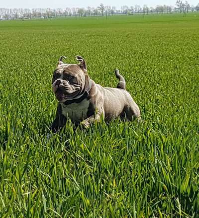 Dein Hund im Dogorama-Kalender 2021-Beitrag-Bild