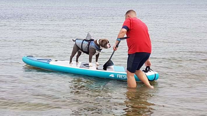 Dein Hund im Dogorama-Kalender 2021-Beitrag-Bild