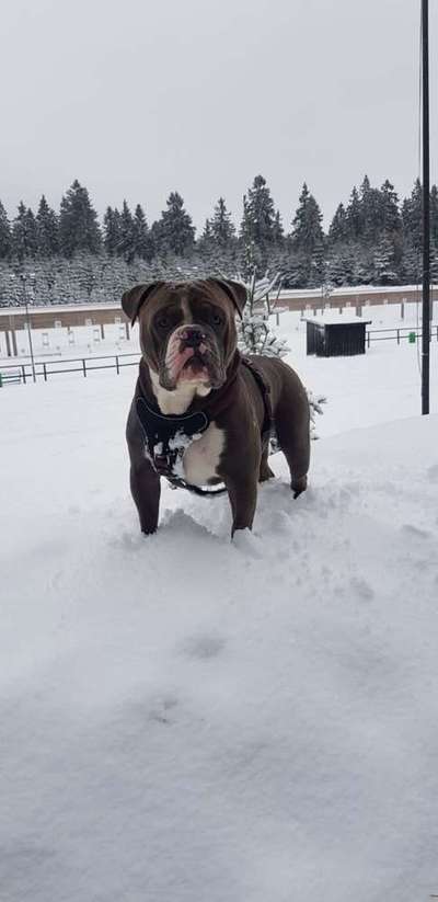 Dein Hund im Dogorama-Kalender 2021-Beitrag-Bild