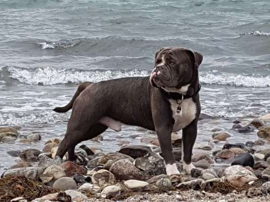 Dein Hund im Dogorama-Kalender 2021-Beitrag-Bild