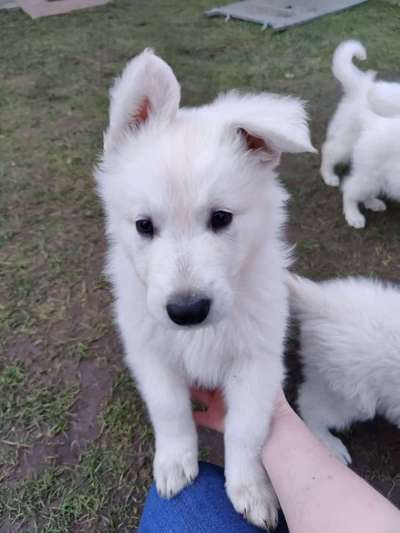 Challenge 23 : "  Euer Hund beim Frühlingserwachen "-Beitrag-Bild