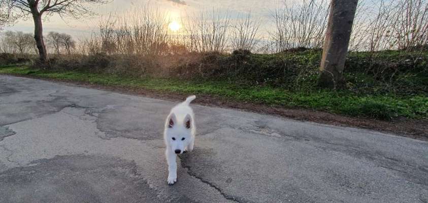 Fotochallenge No. 26                                     Wald und Wiese-Beitrag-Bild