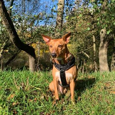 Hundetreffen-Hundetreffen in Stolberg-Bild