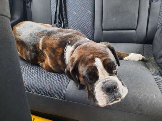 FOTOCHALLENGE 70 - Dein Hund im Auto-Beitrag-Bild