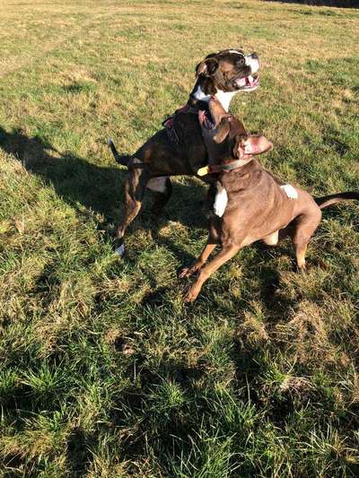 Bester Freund, Hundekumpel - zeigt her!-Beitrag-Bild