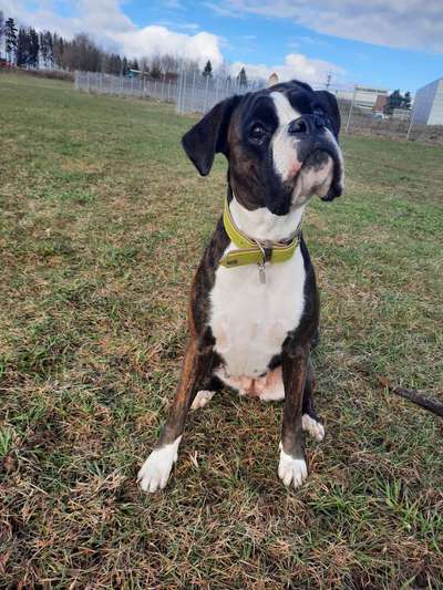 CHALLENGE NR. 19 - Der Hundeblick-Beitrag-Bild