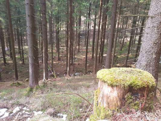 Die wunderschöne Welt mit Hund.-Beitrag-Bild