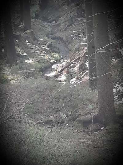 Die wunderschöne Welt mit Hund.-Beitrag-Bild