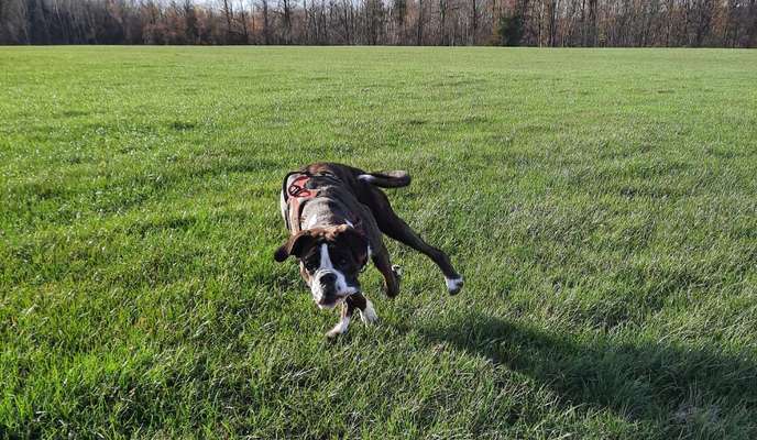 Challenge Nr. 16         Dynamik - Dein Hund in Bewegung-Beitrag-Bild