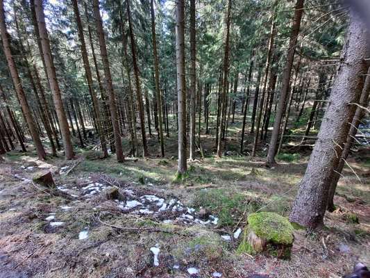 Die wunderschöne Welt mit Hund.-Beitrag-Bild