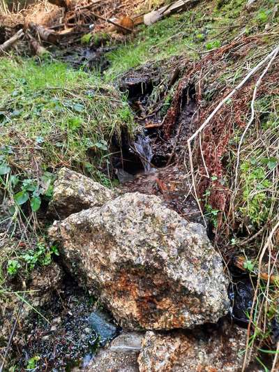 Die wunderschöne Welt mit Hund.-Beitrag-Bild