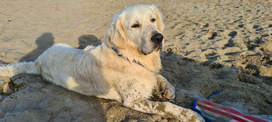 Golden Retriever-Beitrag-Bild