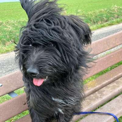 Hundetreffen-Pubertier sucht Sozialkontakt-Bild