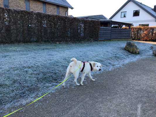 Hundetreffen-Spiel und Spaß auf Feld und im Wald-Bild