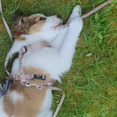 Hundetreffen-Welpentreffen am Spielplatz Villa Rustica Friedrichsdorf-Bild