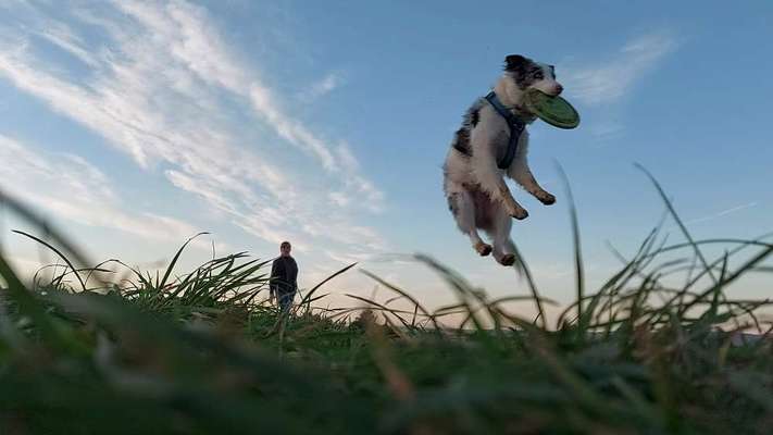 Dogorama Photo Challenge - Lieblingsspielzeug!-Beitrag-Bild