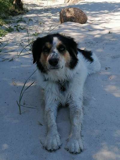 Hundetreffen-Spaziergang durch die Feldmark-Bild