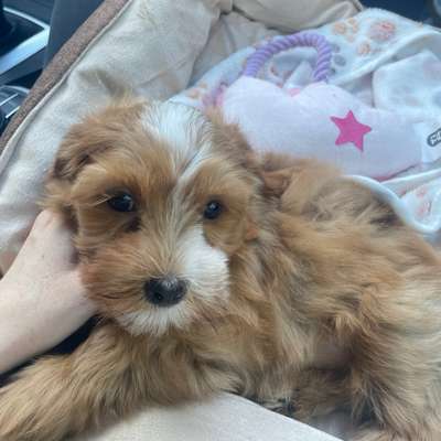 Hundetreffen-Welpentreffen gesucht-Bild