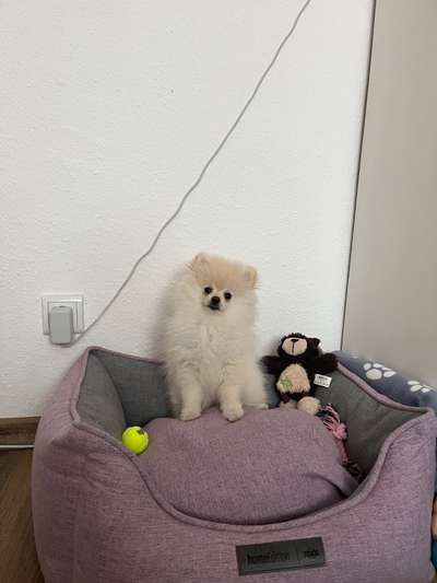 Pomeranian-Beitrag-Bild