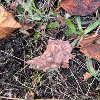 Giftköder-Mögliche Giftköder-Bild