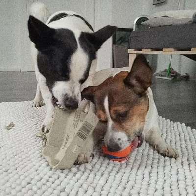 Hundetreffen-Kleinhunde Welpentreff