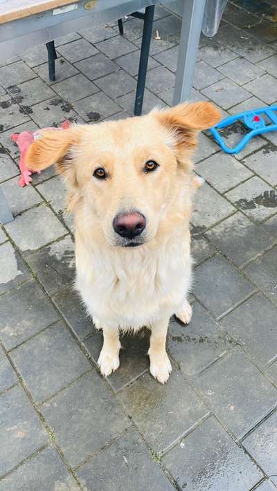 Hundetreffen-Spieltreffen-Bild