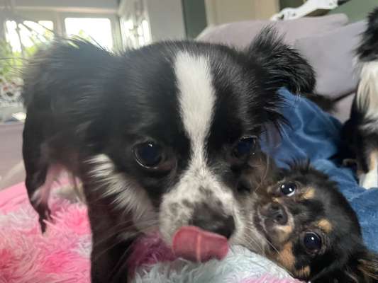 Hundetreffen-Gassirunden an der Außenmühle-Bild