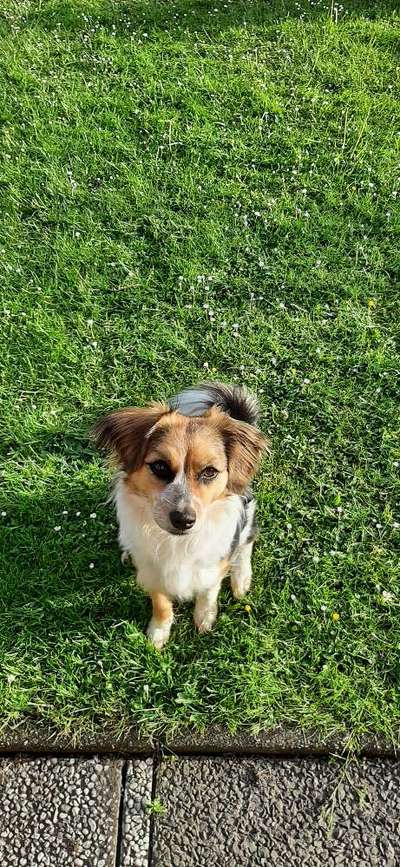 Auslandstierschutz-Beitrag-Bild