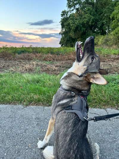 Westsibirische Laika ^~^-Beitrag-Bild