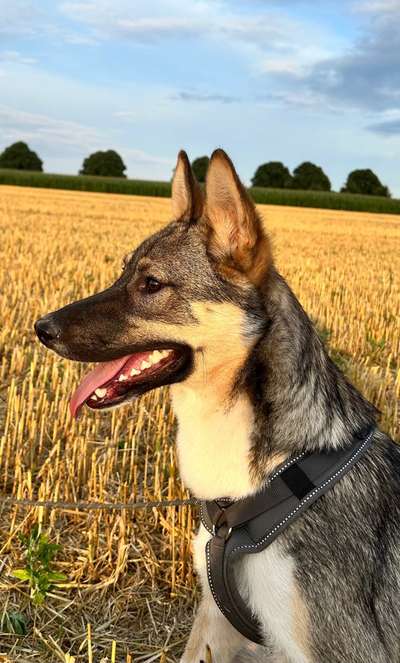 Westsibirische Laika ^~^-Beitrag-Bild