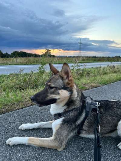 Westsibirische Laika ^~^-Beitrag-Bild