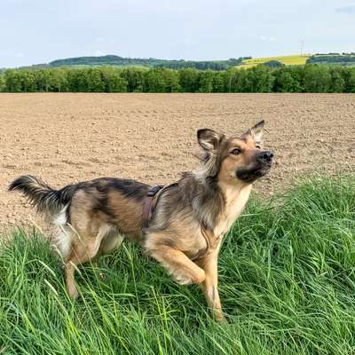 Auslandstierschutz-Beitrag-Bild