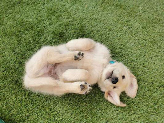 Welpen Bilder !-Beitrag-Bild