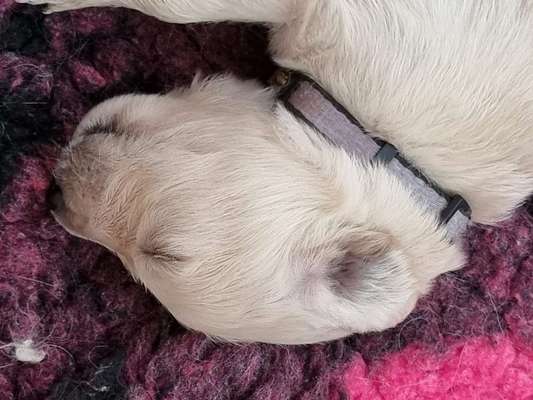 Welpen Bilder !-Beitrag-Bild