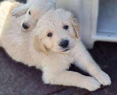 Welpen Bilder !-Beitrag-Bild