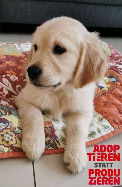 Dogorama Photo Challenge - "Adoptieren statt Produzieren" mit Gewinnspiel-Beitrag-Bild