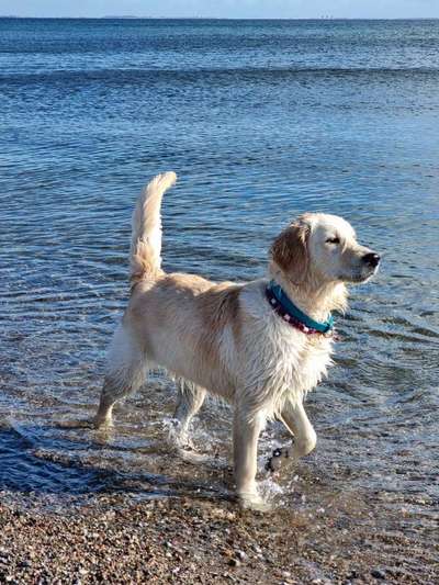 Dogorama Photo Challenge - Tierischer Urlaub-Beitrag-Bild