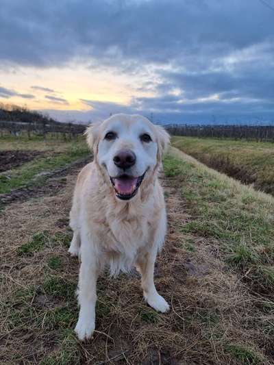 Dogorama Photo Challenge - Einmal lächeln bitte-Beitrag-Bild