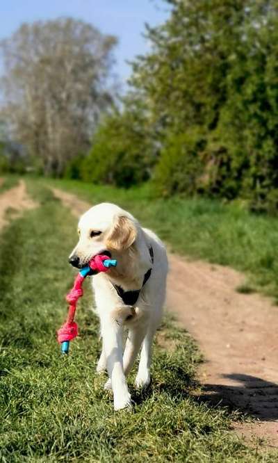 Dogorama Photo Challenge - Lieblingsspielzeug!-Beitrag-Bild